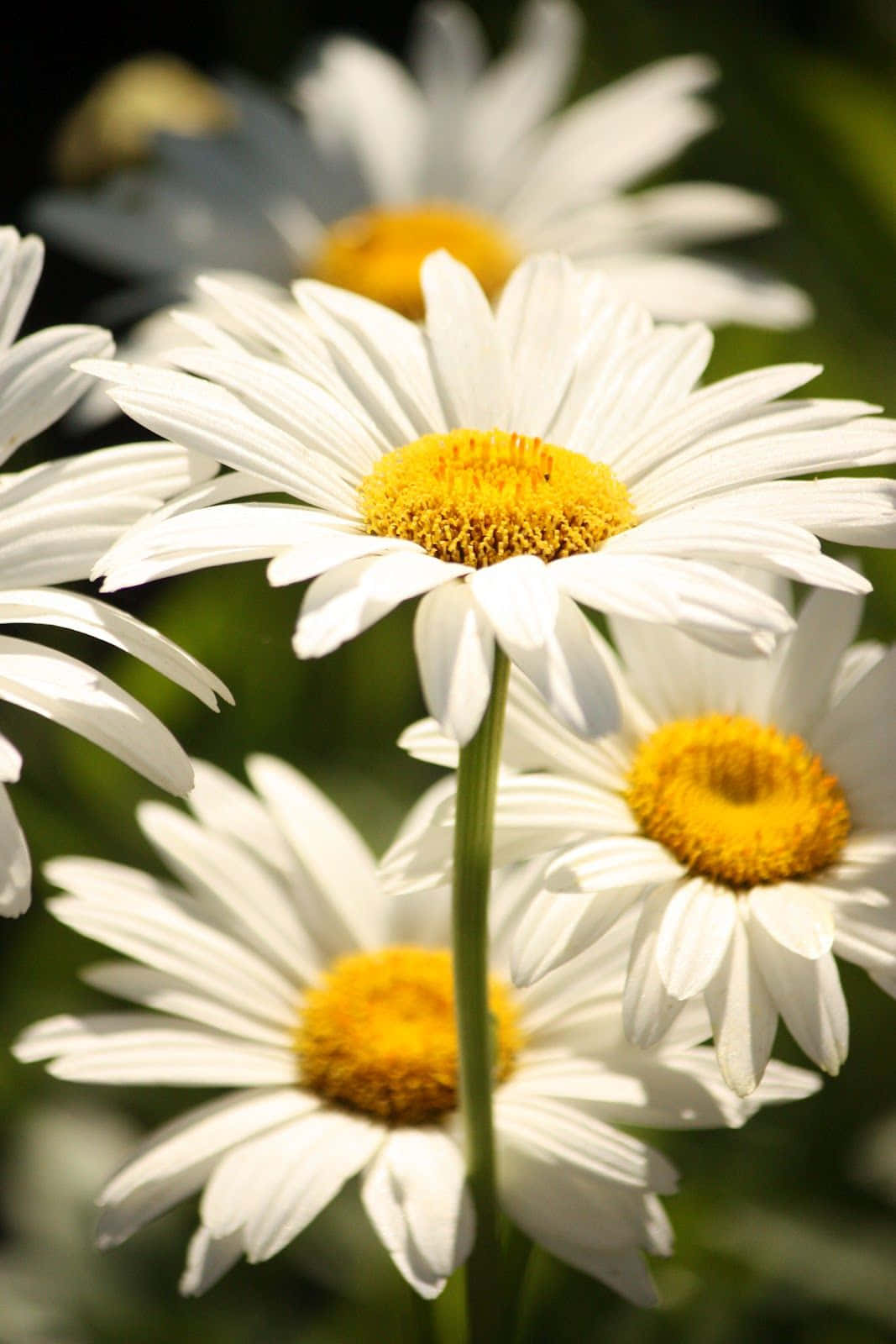 Daisy 桌布 壁紙 — 特寫鏡頭：鮮豔的白色雛菊，金色花心在柔和陽光下閃耀，背景是模糊的綠色。