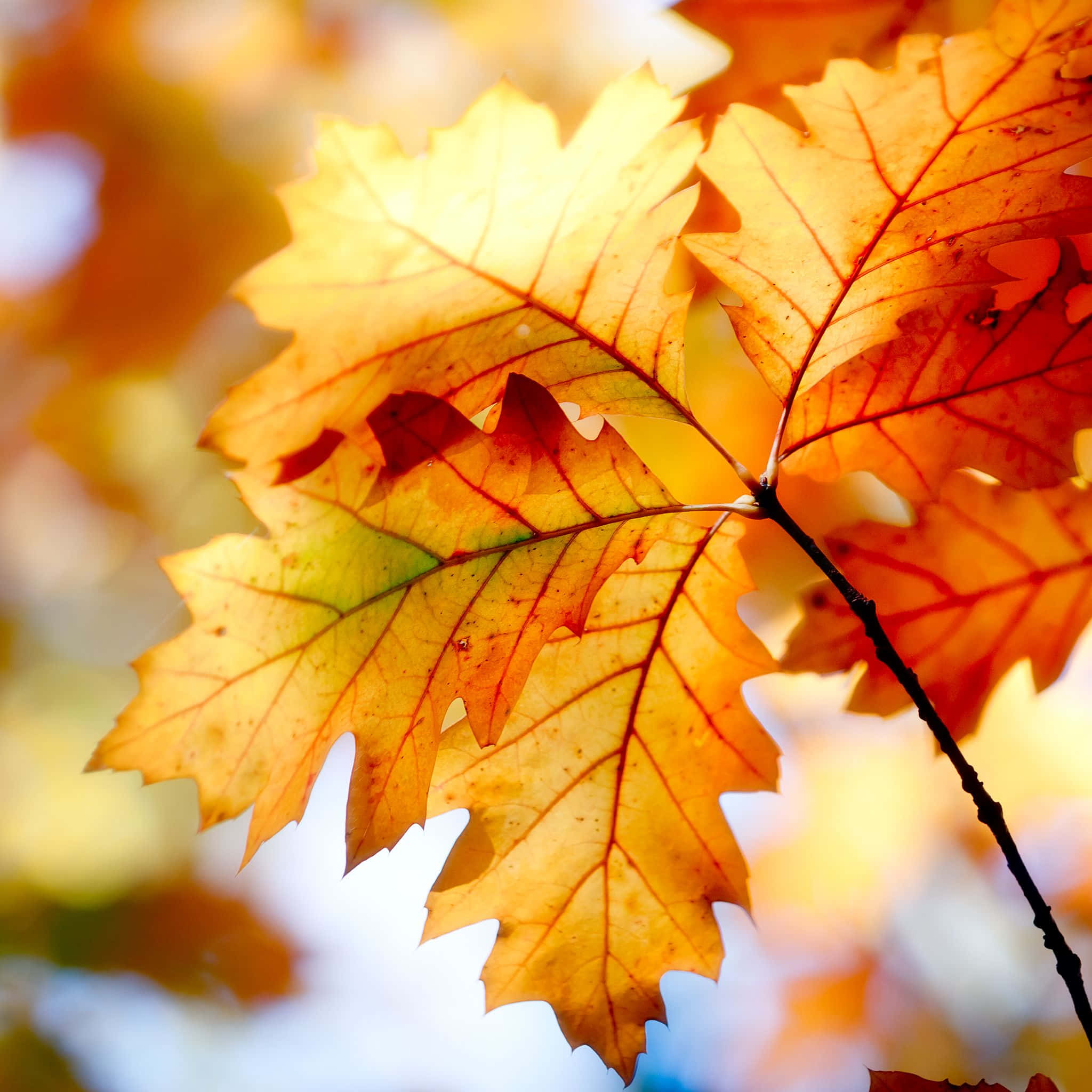 Simple Autumn 桌布 壁紙 — 特寫鏡頭：鮮豔的秋日橡樹葉在柔和模糊的天空襯托下，閃耀著金橙色調。