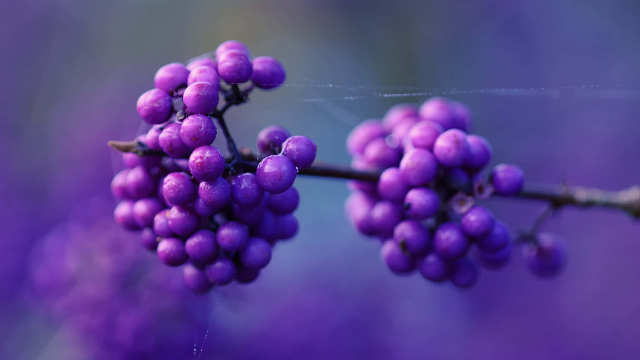 Purple Berries 桌布 壁紙 — 特寫鏡頭：鮮豔的紫色漿果在樹枝上閃爍著露珠，背景是柔和模糊的紫色。