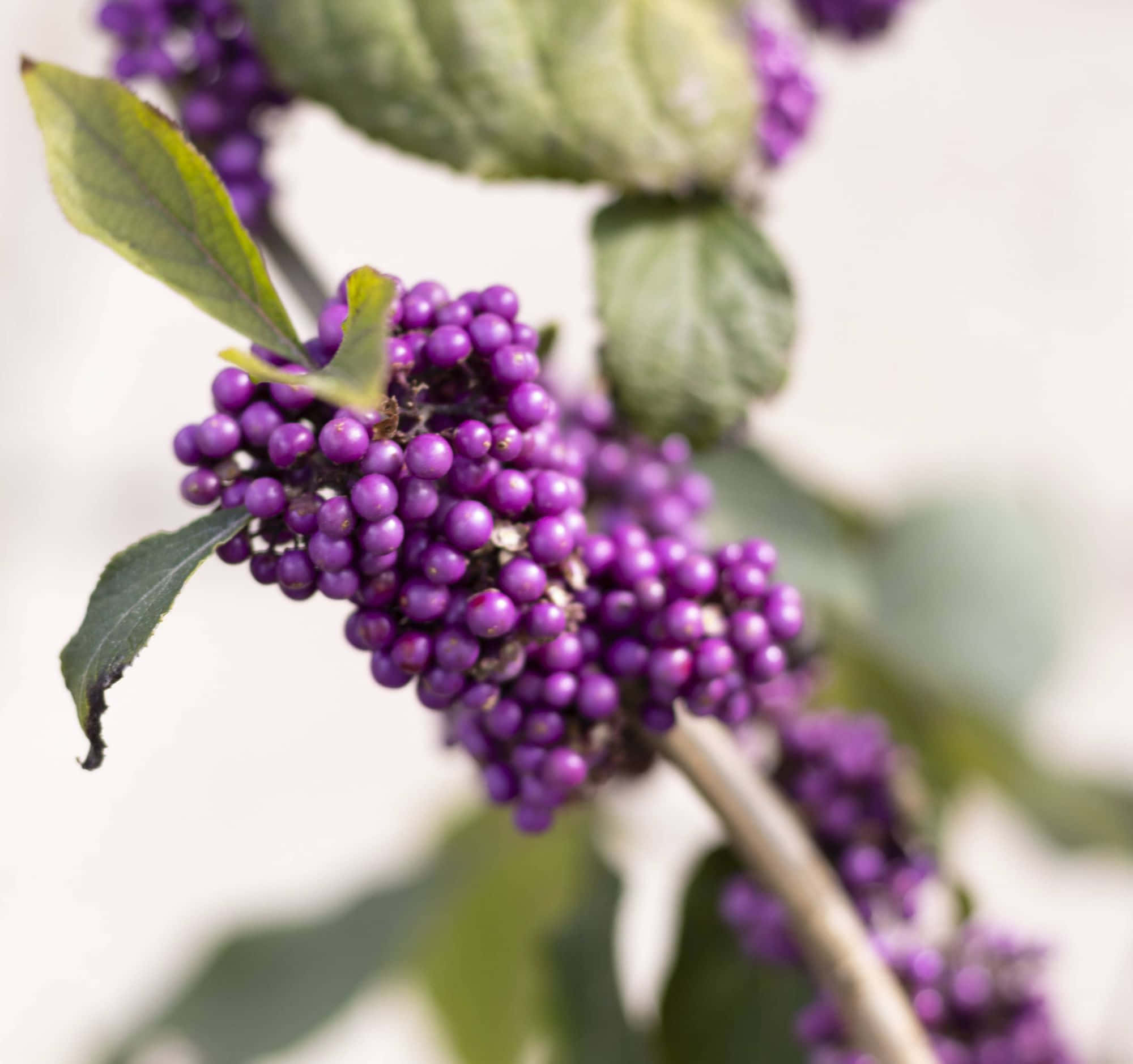 Purple Berries 桌布 壁紙 — 特寫鏡頭：鮮豔的紫色漿果簇擁在帶有綠葉的樹枝上，背景為柔和的白色。