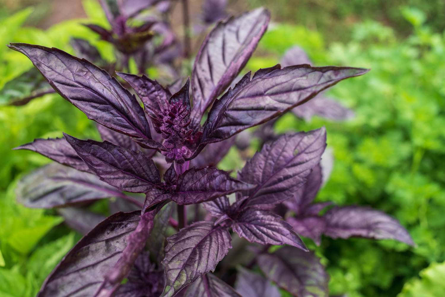 Purple Basil 桌布 壁紙 — 特寫鏡頭：鮮豔的紫色羅勒葉，邊緣呈鋸齒狀，中央有花穗，背景為柔和的綠色模糊效果。