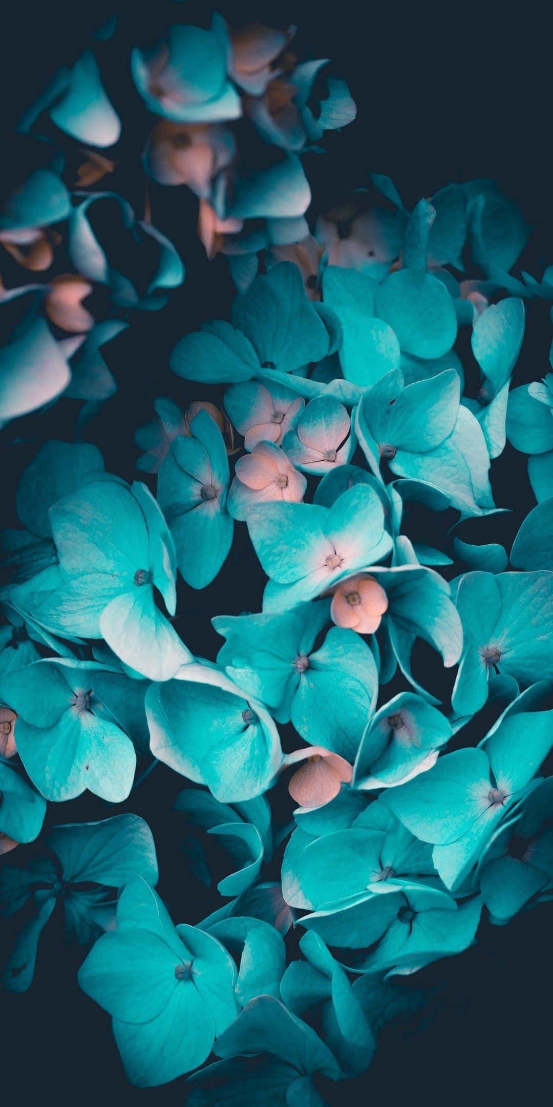 Teal Flower 桌布 壁紙 — 特寫鏡頭：鮮豔的藍綠色繡球花，帶有柔和的粉紅色花心，襯托在深色背景上。