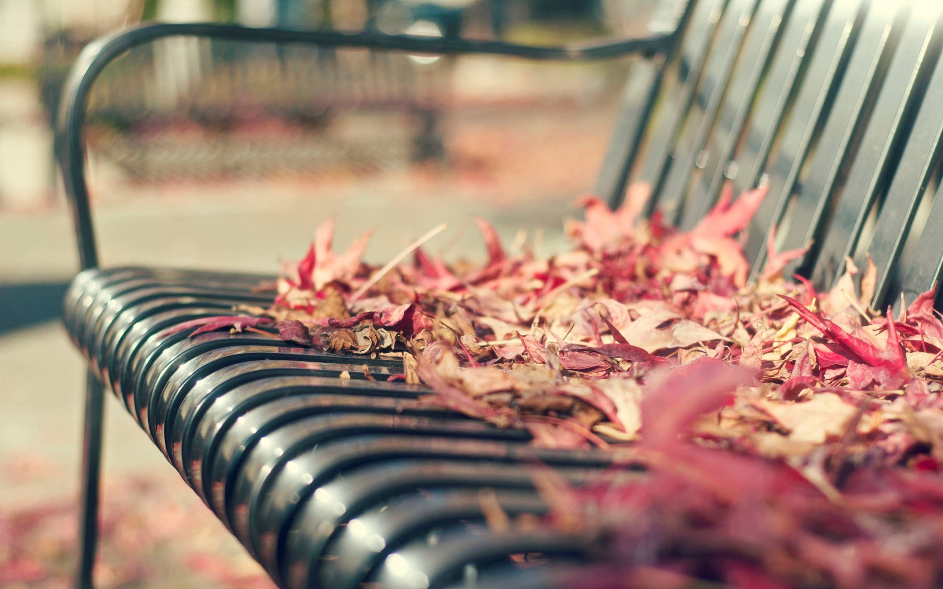 Bench 桌布 壁紙 — 特寫鏡頭：黑色金屬公園長椅，上面鋪滿鮮豔的紅色和橙色秋葉，背景模糊。