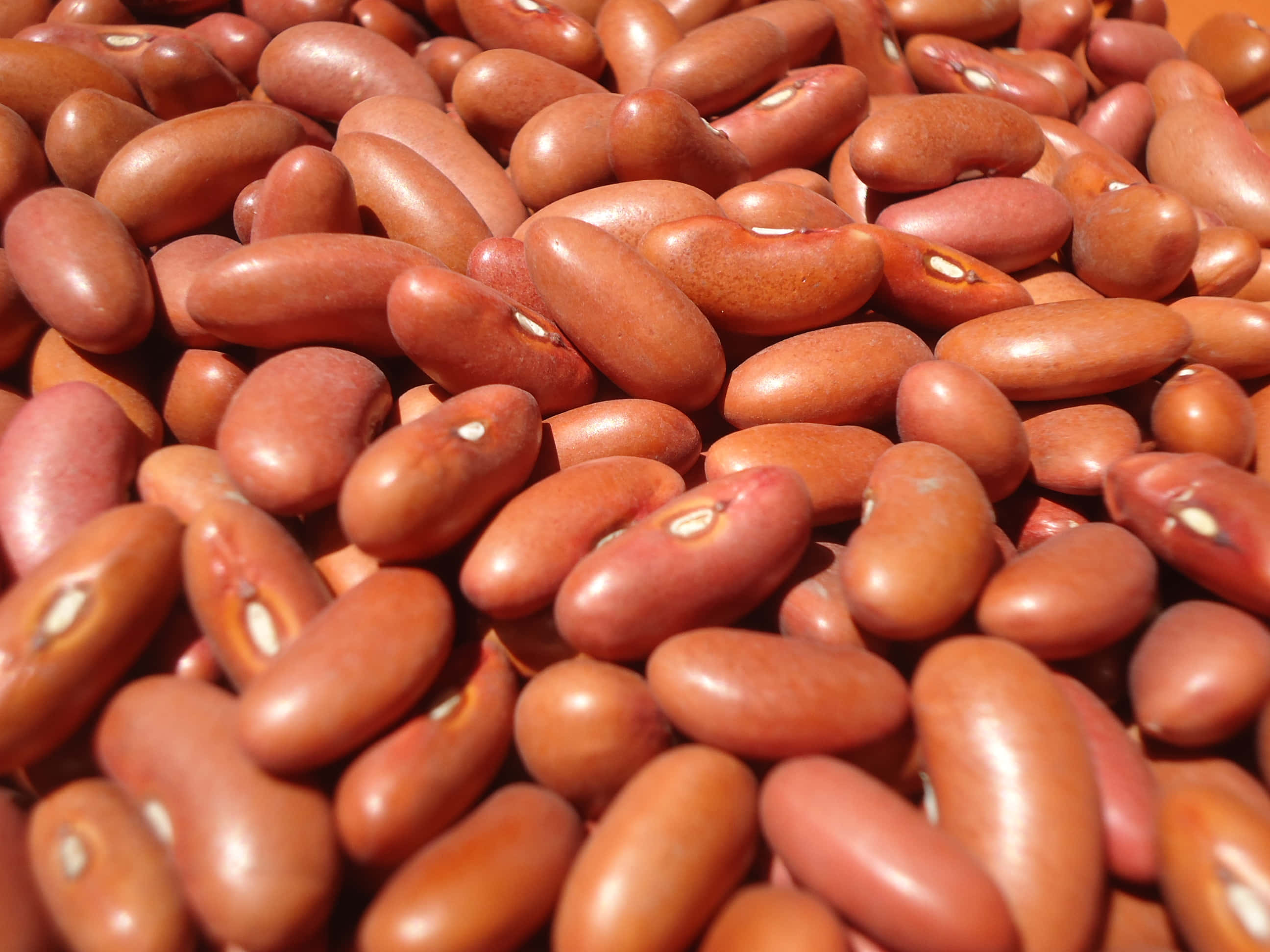beans 桌布 壁紙 — 特寫鏡頭下的光澤紅腰豆堆疊在一起，展現其光滑彎曲的形狀和奶油白色的種臍。