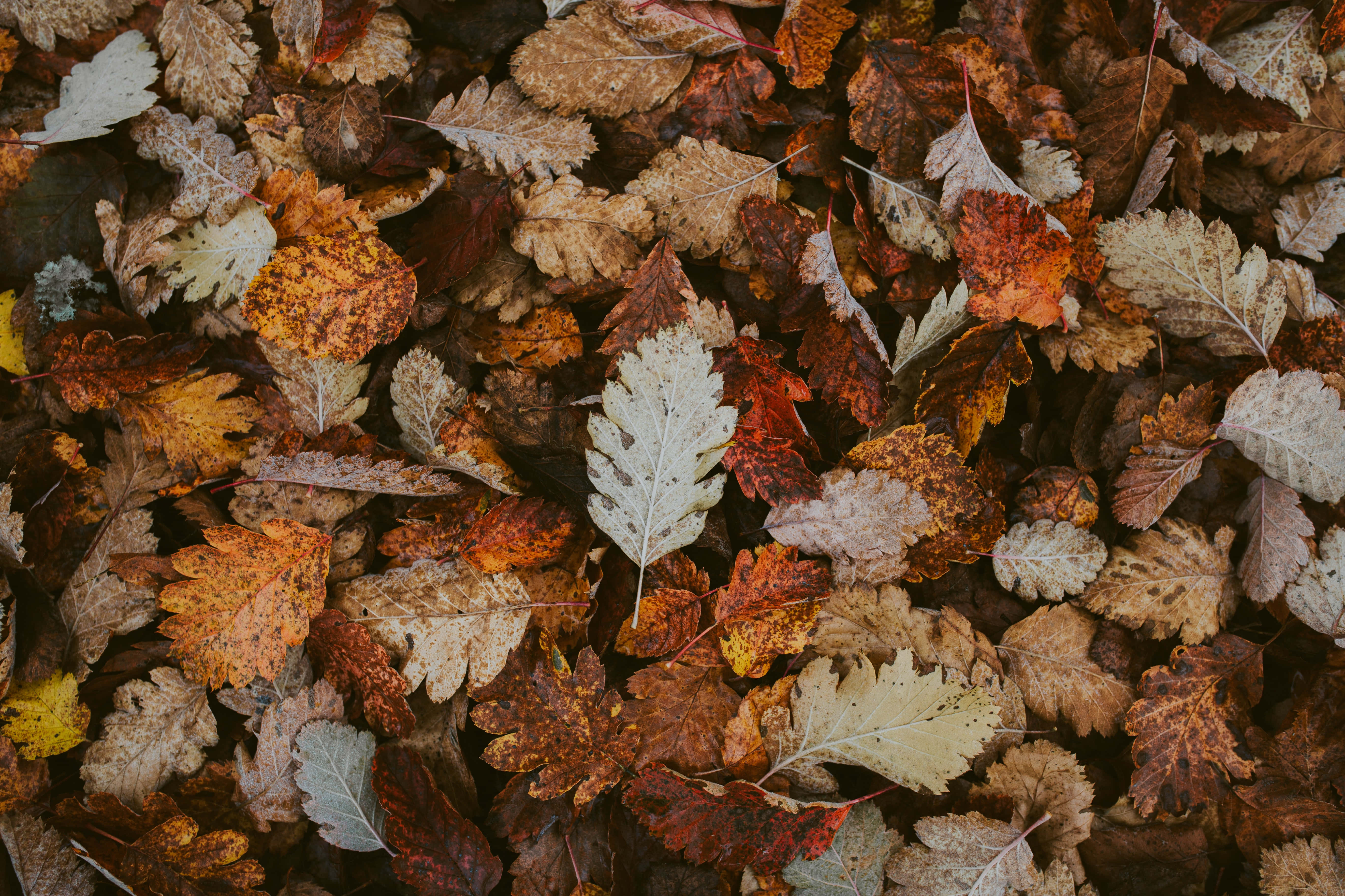 Autumn Foliage 桌布 壁紙 — 特寫鏡頭下的秋天落葉，呈現豐富的棕色、橙色和黃色，形成質感豐富的季節性地毯。