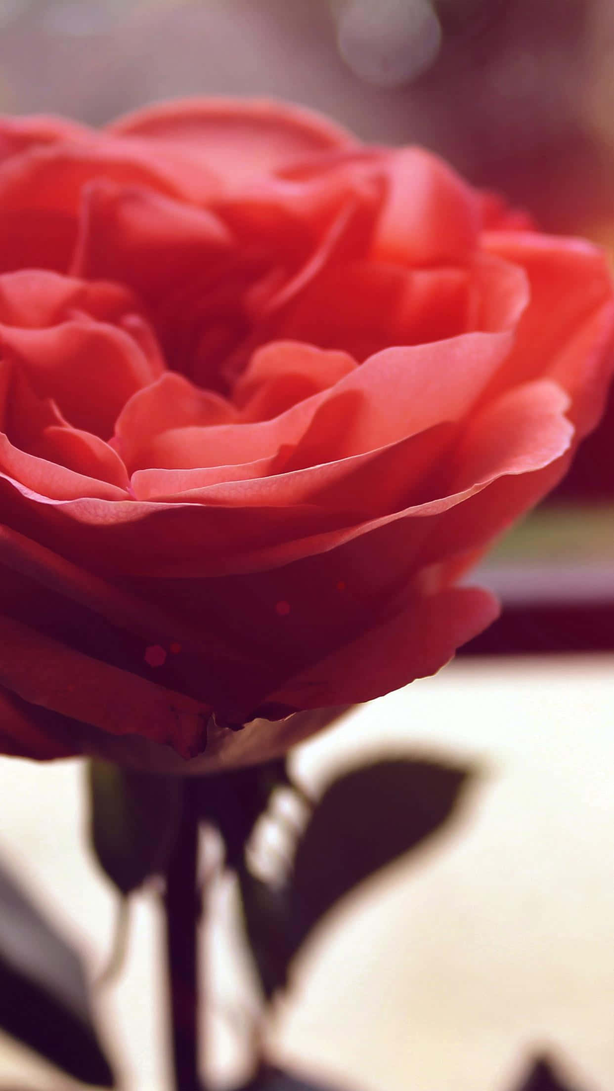 Rose Art 桌布 壁紙 — 特寫鏡頭下的絲絨紅玫瑰，柔和光線與模糊背景突顯其精緻花瓣。
