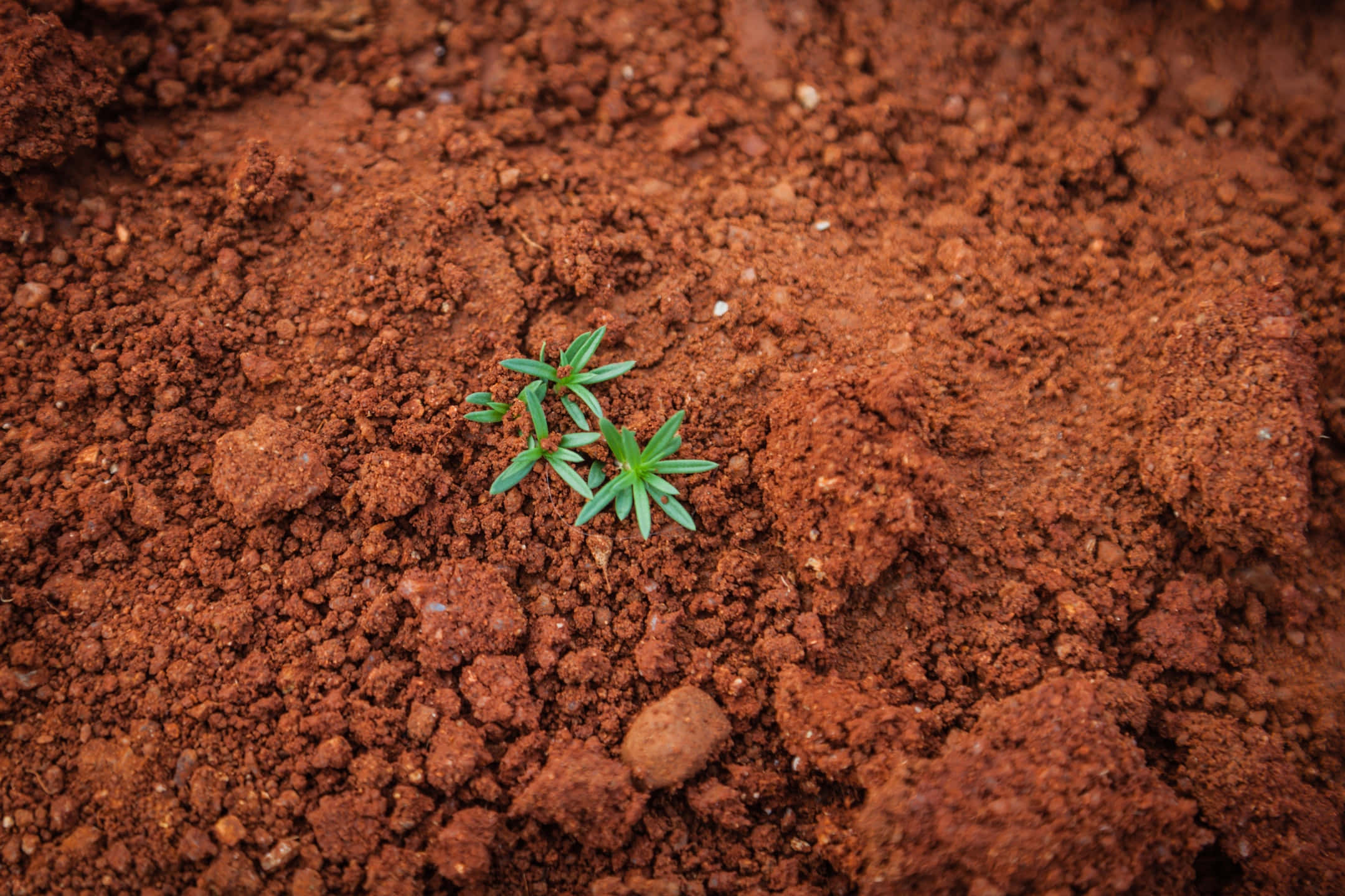 地球 桌布 壁紙 — 特寫鏡頭中，一棵小小的綠色嫩芽從肥沃、有紋理的紅褐色土壤中冒出。