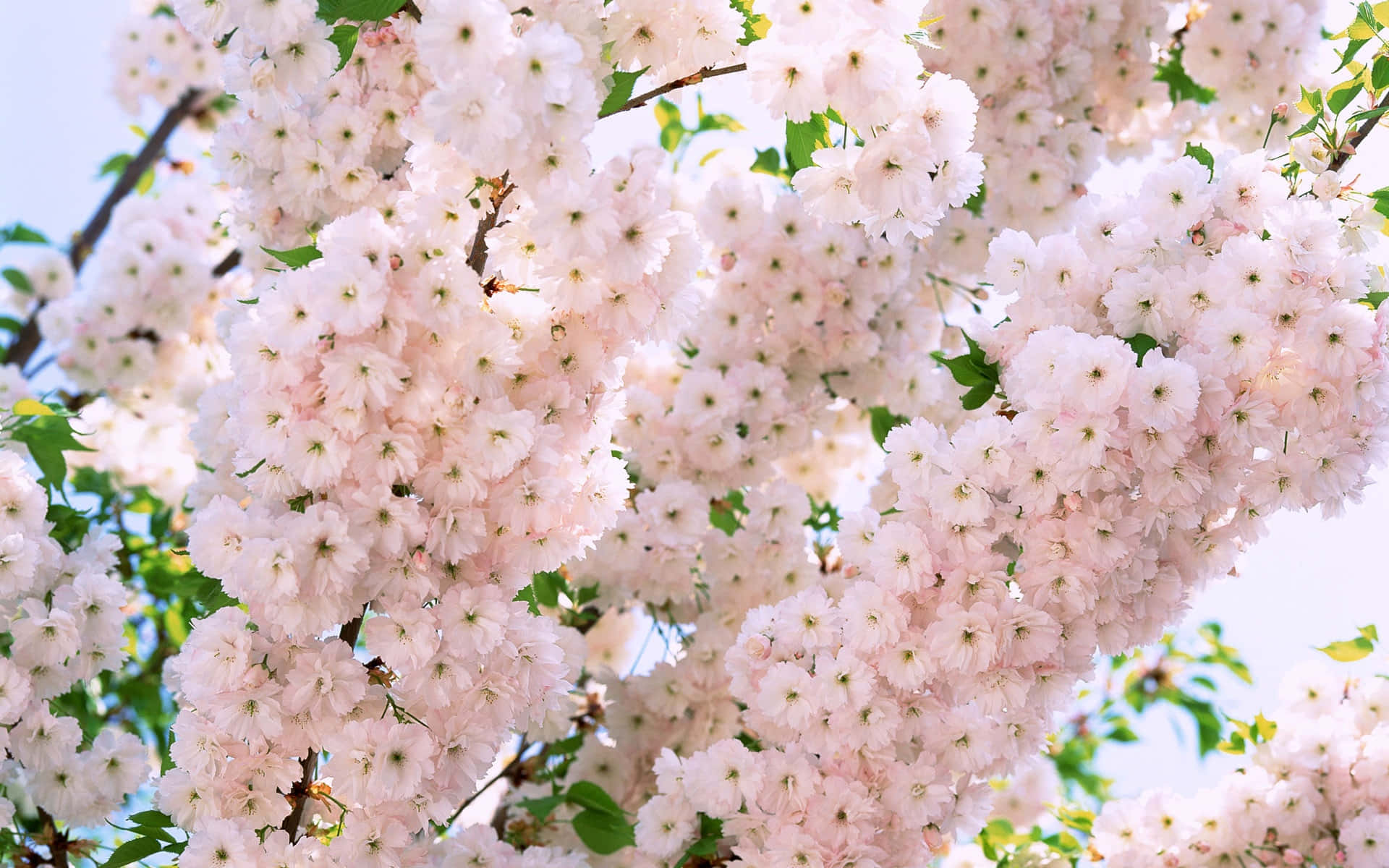 Tumblr Flower 桌布 壁紙 — 特寫鏡頭捕捉到嬌嫩的粉紅櫻花盛開，襯托著明亮的藍天和綠葉。