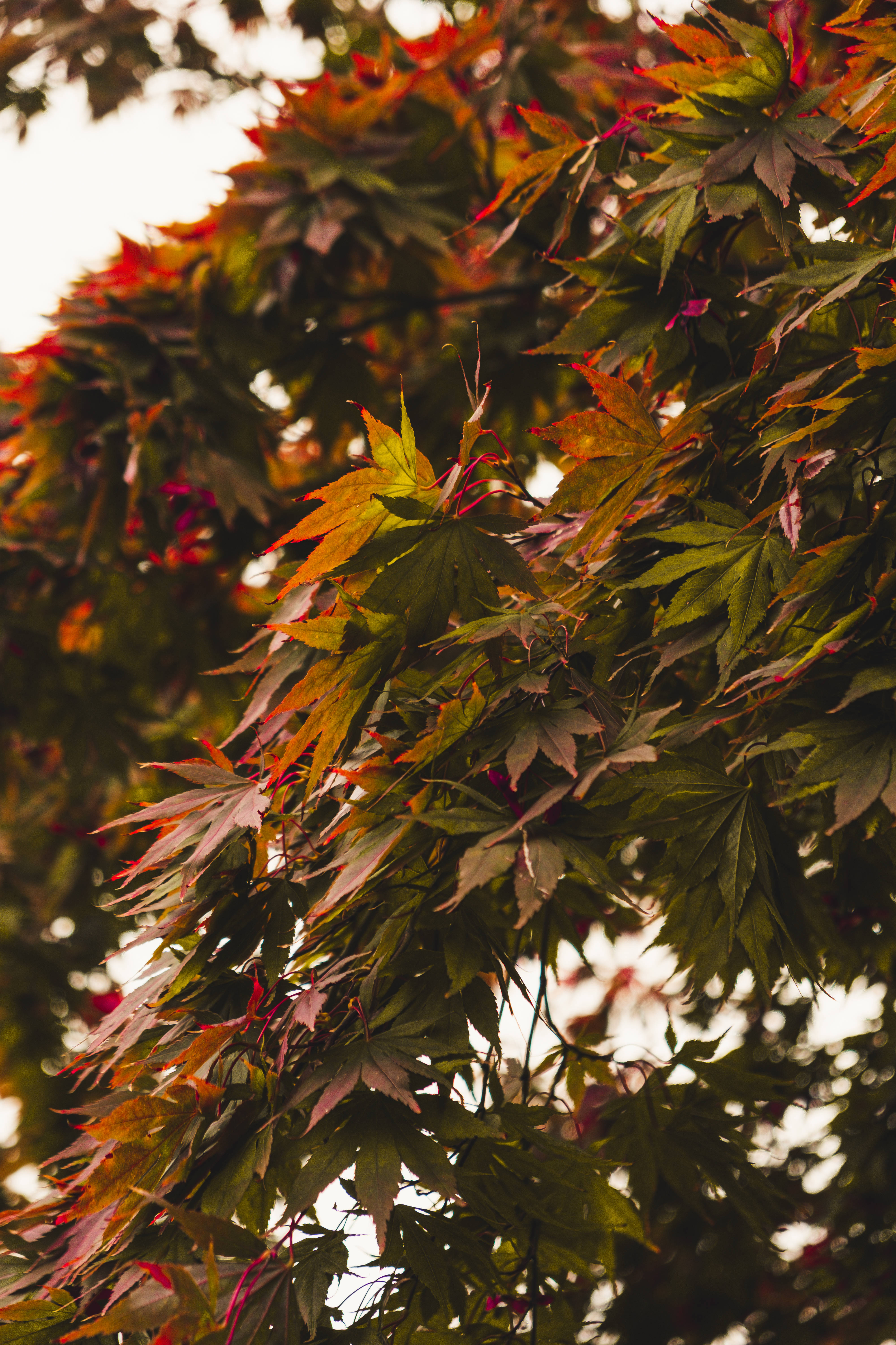 Best Autumn 桌布 壁紙 — 特寫鏡頭捕捉到鮮綠色和紅色的楓葉，在明亮的天空下映照著柔和的金色光芒。