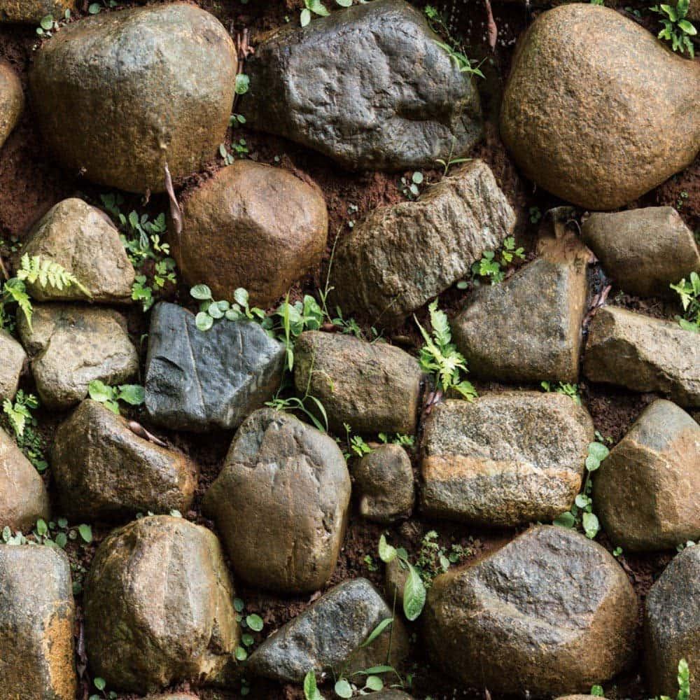 Stone 桌布 壁紙 — 特寫風化石頭，呈現大地色調，細小的綠色蕨類植物和苔蘚在石縫間生長。