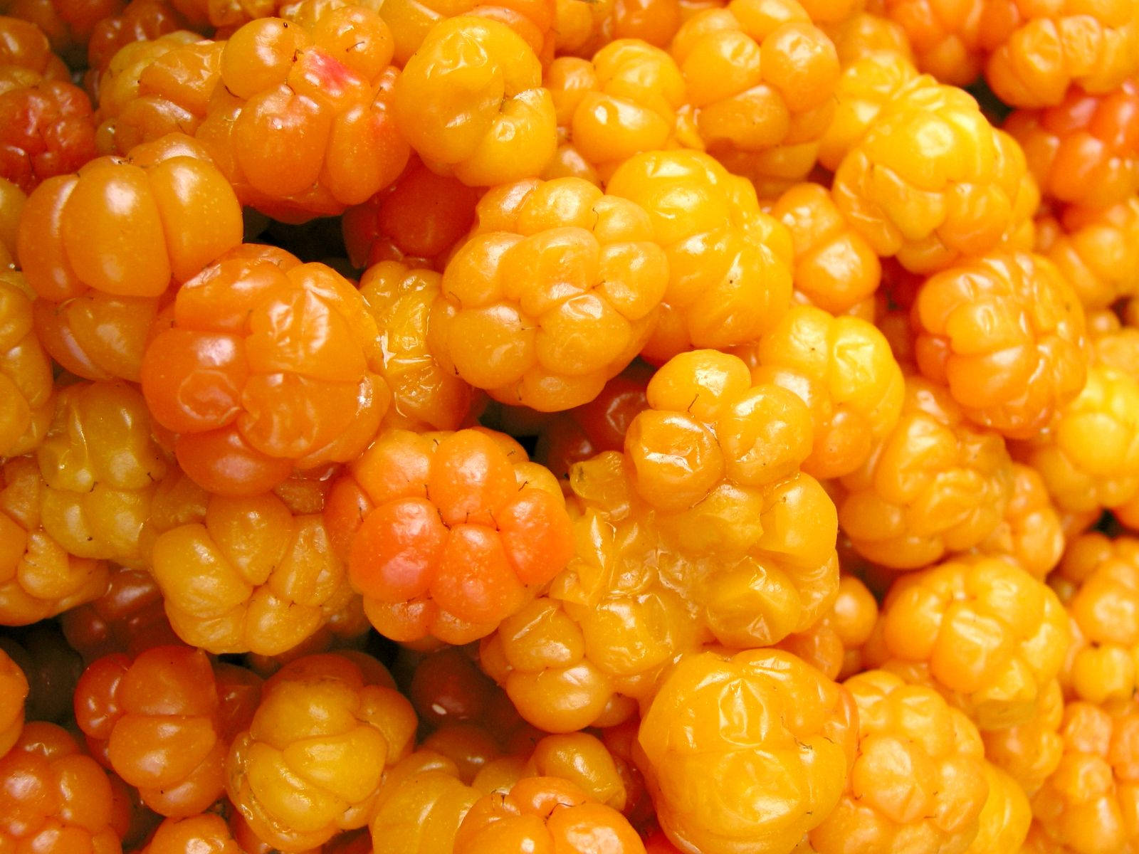 Berry 桌布 壁紙 — 特寫飽滿的金橙色覆盆子，閃爍著露水般的新鮮感。