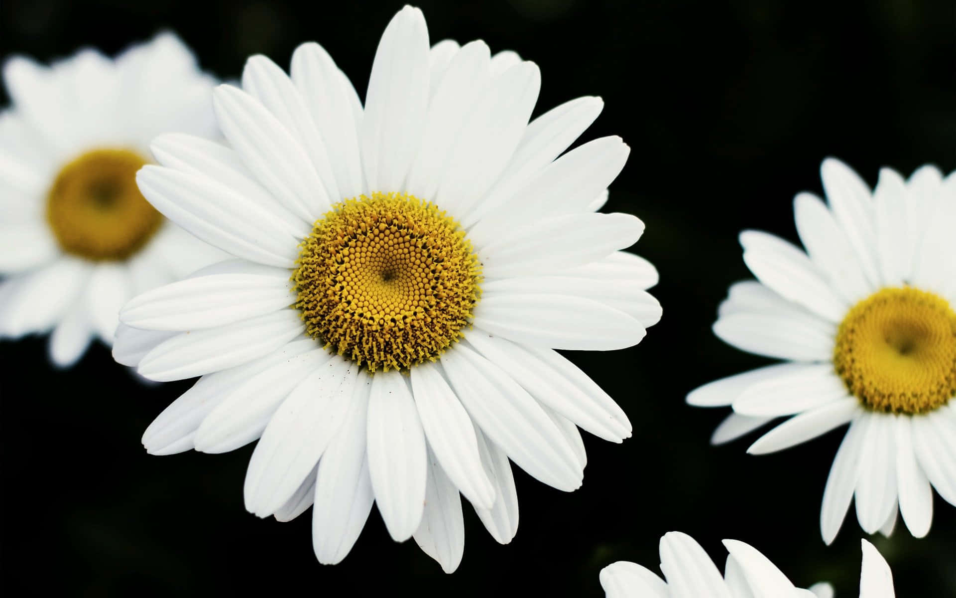 Daisy 桌布 壁紙 — 特寫鮮豔的白色雛菊，金色花心，背景為深色模糊。