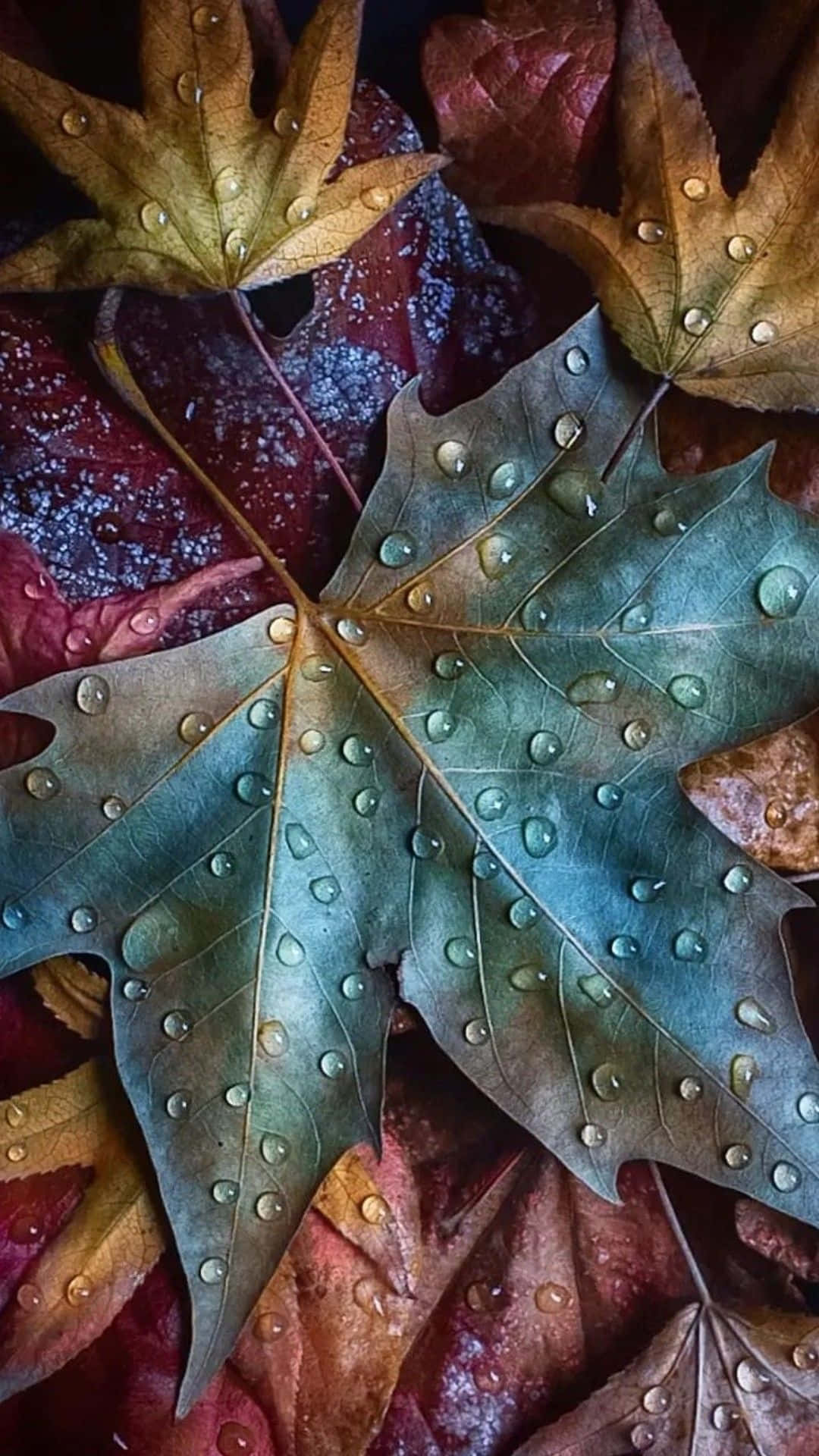 Pretty Fall 桌布 壁紙 — 特寫鮮豔的秋葉，露珠在紋理表面上閃閃發光，襯托著深色背景。