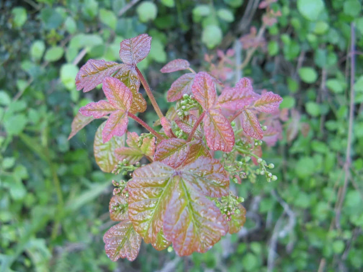 彩色動圖 桌布 壁紙 — 特寫鮮豔的紅粉色新葉，帶有露珠，背景是柔和的綠色樹葉。