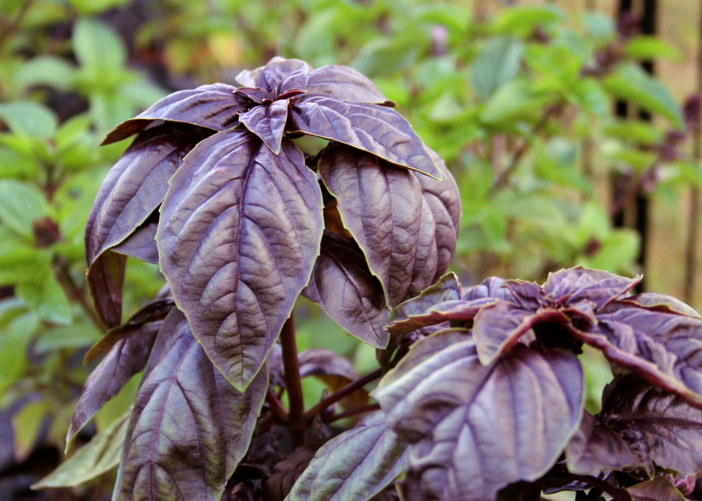 Purple Basil 桌布 壁紙 — 特寫鮮豔的紫色羅勒葉，葉脈清晰，背景是柔和的綠色模糊花園。