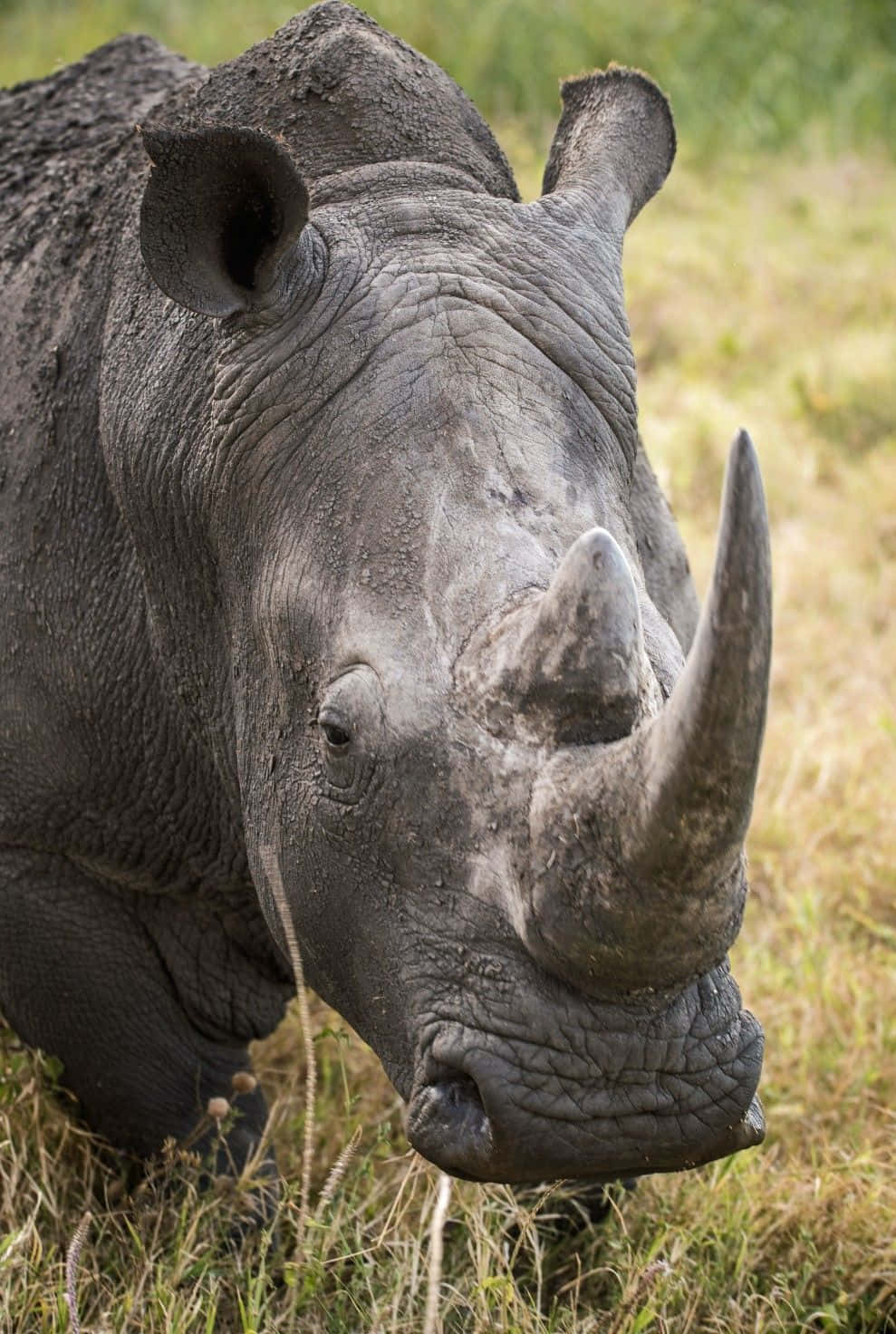 Wildlife Conservation 桌布 壁紙 — 犀牛特寫，厚灰色皮膚，突出角，站立在高草叢中。