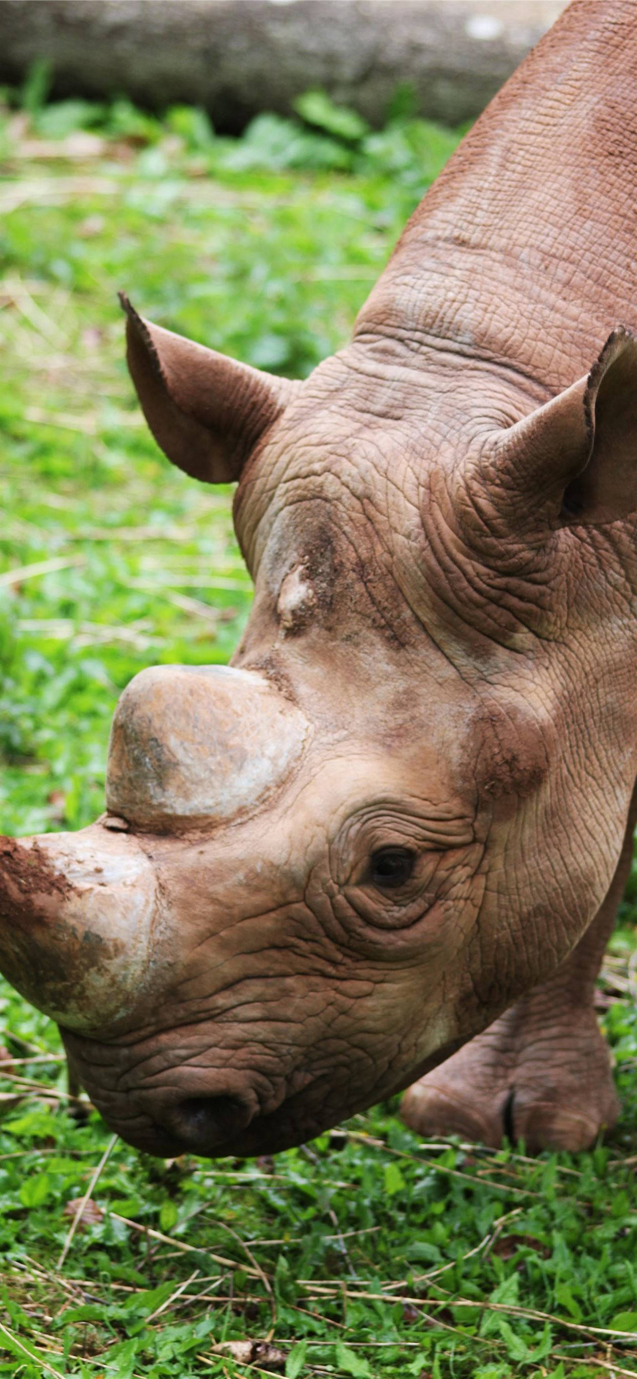 Rhinoceros 桌布 壁紙 — 犀牛頭部特寫，灰色皺紋皮膚，在自然棲息地吃綠色草。