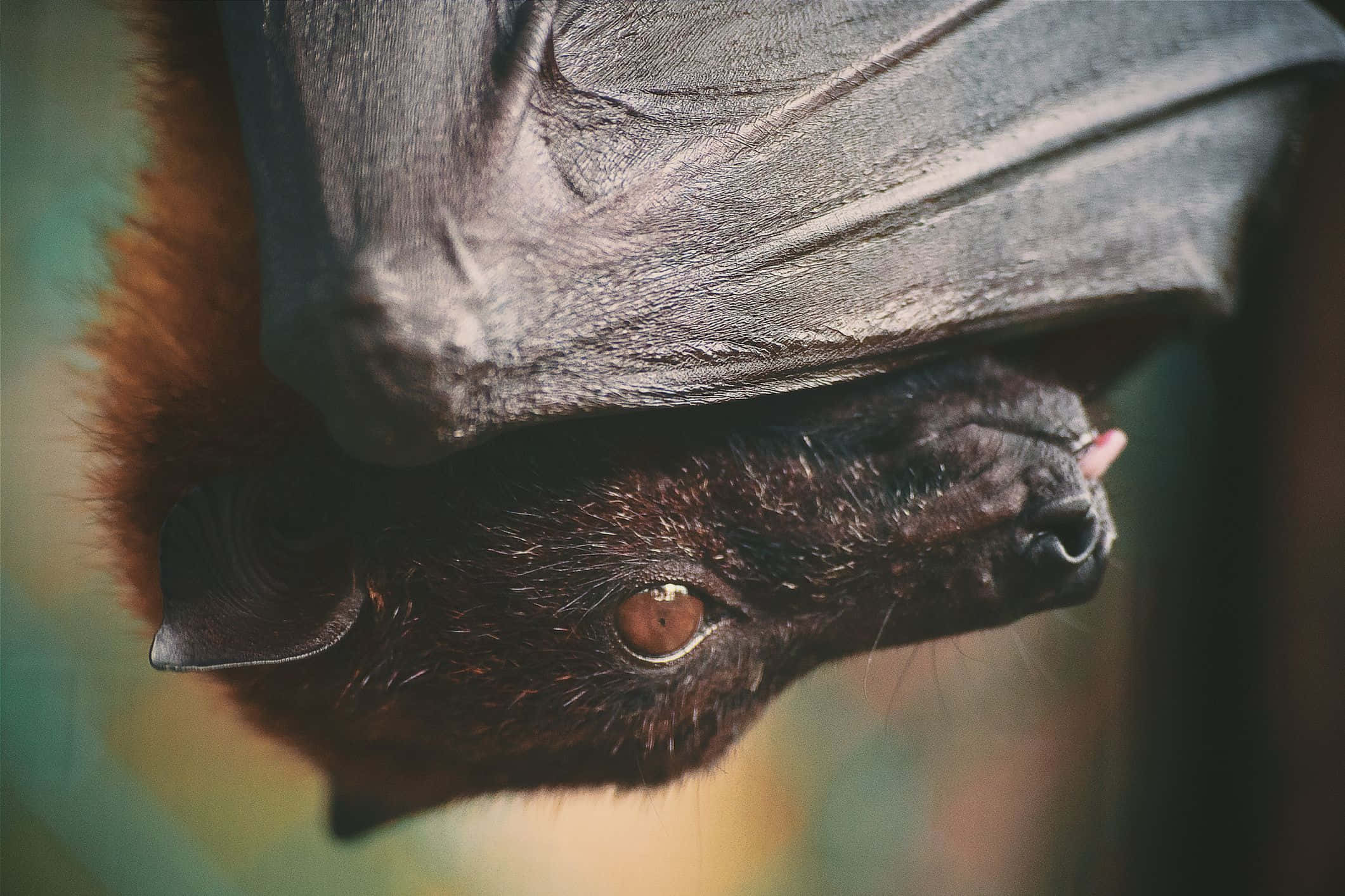 Bats 桌布 壁紙 — 狐蝠倒掛的近距離特寫，翅膀摺疊，舌頭微微伸出。