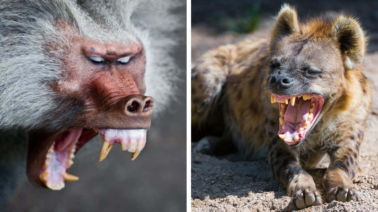 African Animals 桌布 壁紙 — 狒狒和鬣狗的特寫，兩者都在土色背景下露出尖牙，表情兇猛。