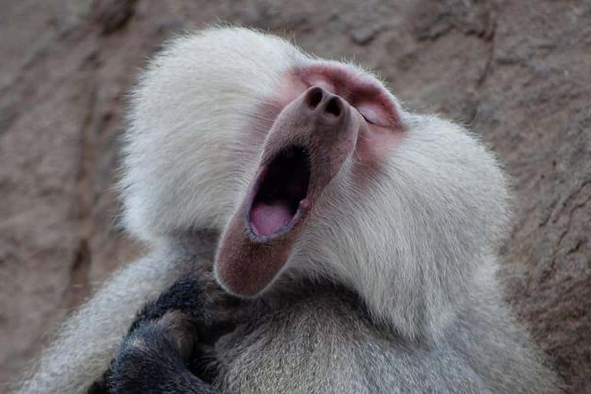 Baboon 桌布 壁紙 — 狒狒在岩石背景下張大嘴巴打哈欠的特寫。