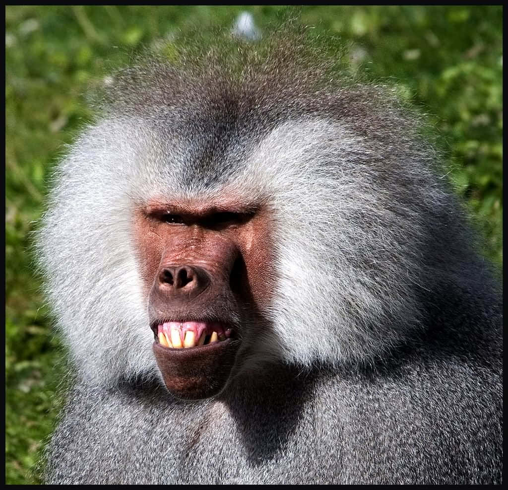 Monkey Funny 桌布 壁紙 — 狒狒的特寫，表情暴躁，露出牙齒，背景是模糊的綠色。