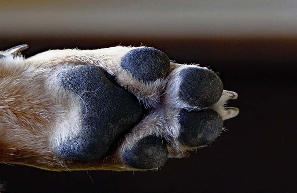 paws 桌布 壁紙 — 狗爪特寫，柔軟的淺棕色毛髮和深色肉墊，背景模糊黑暗。