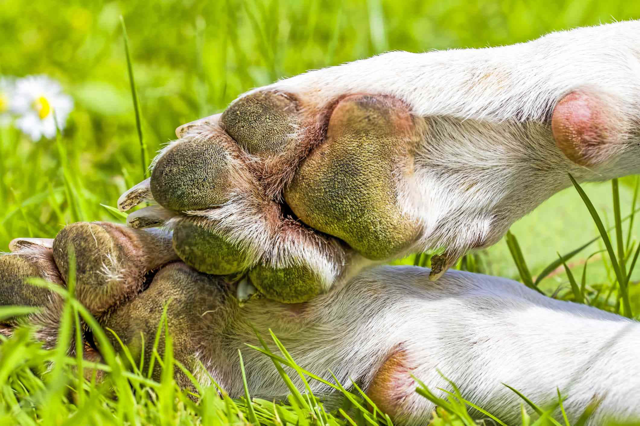 paws 桌布 壁紙 — 狗狗泥濘爪子的特寫，放在充滿活力的綠色草地上，雛菊處於柔和焦點。