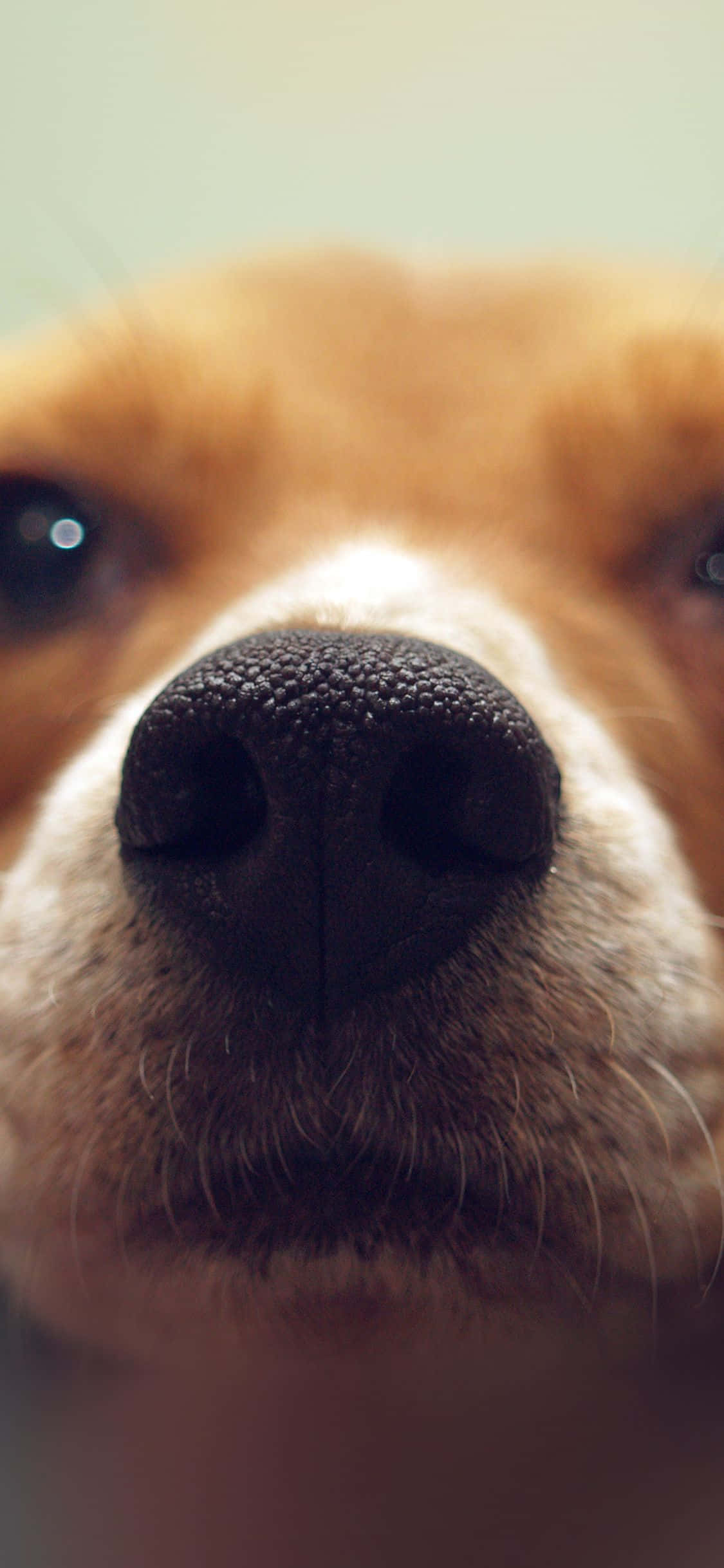 Dog iPhone 桌布 壁紙 — 狗鼻子和眼睛的特寫照片，背景柔和模糊。