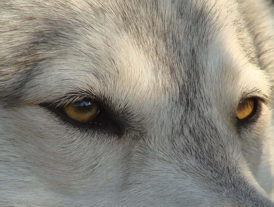 Wolf Eyes 桌布 壁紙 — 狼的強烈琥珀色眼睛和柔軟灰色毛髮在溫暖陽光下的特寫。