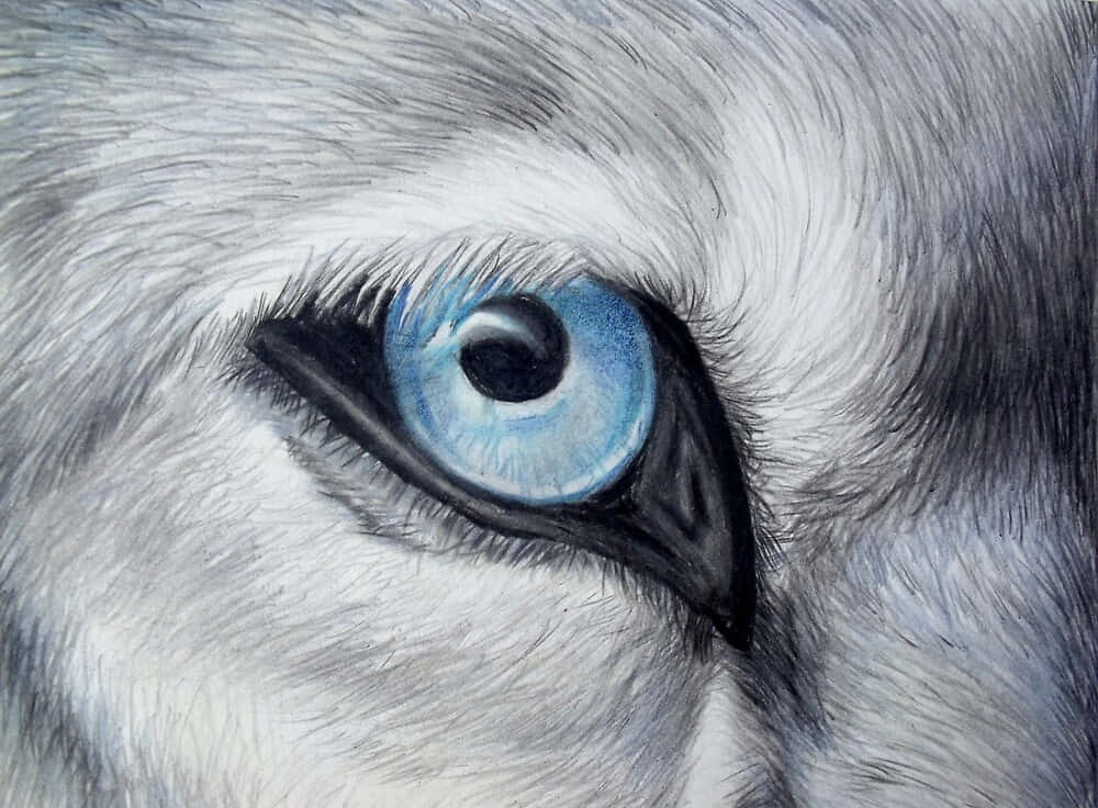 Wolf Eyes 桌布 壁紙 — 狼的強烈藍色眼睛特寫，周圍是細緻的灰色毛髮和深色眼睫毛。