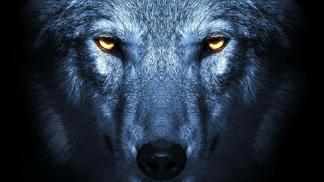 Wolf Eyes 桌布 壁紙 — 狼的強烈面孔特寫，琥珀色發光的眼睛，背景黑暗。