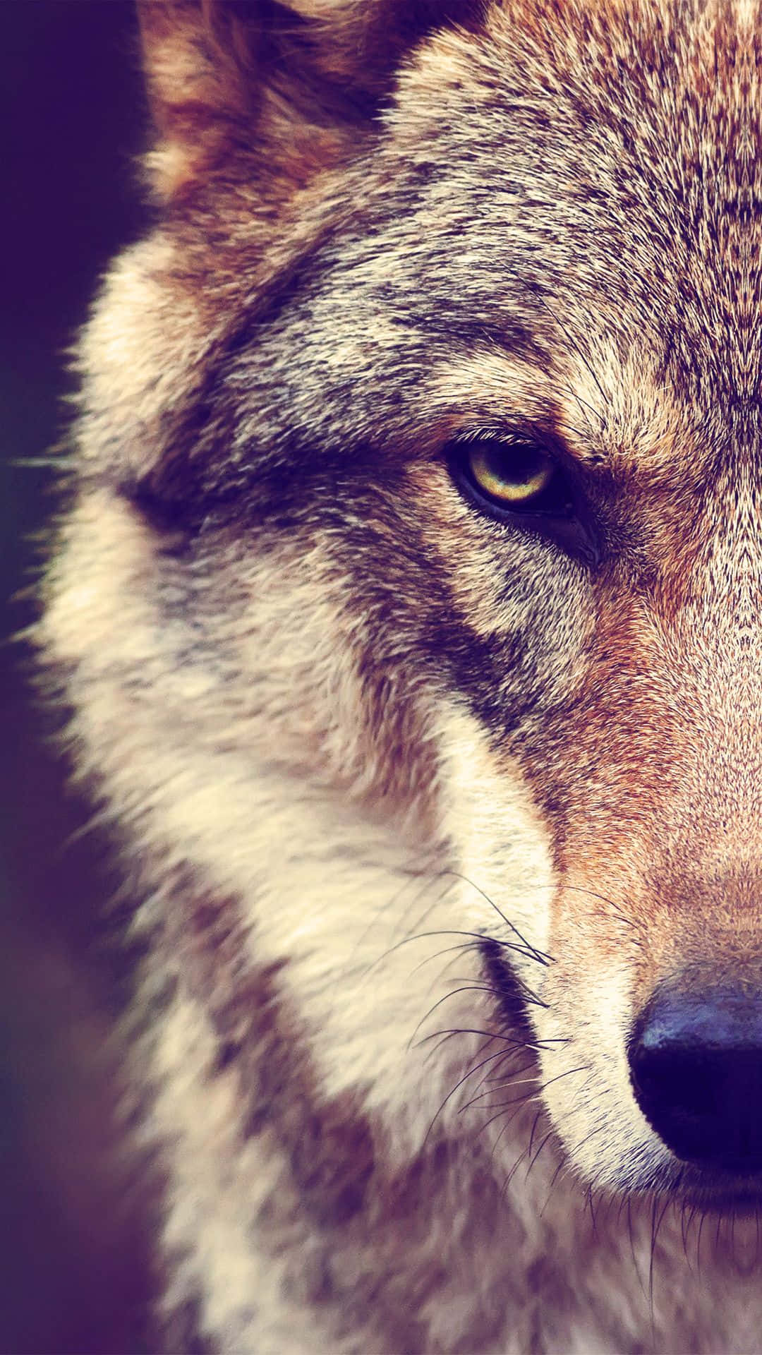 Wolf iPhone 桌布 壁紙 — 狼的特寫，展現其強烈的眼神，毛髮細節清晰，在黑暗模糊背景襯托下帶有溫暖燈光。