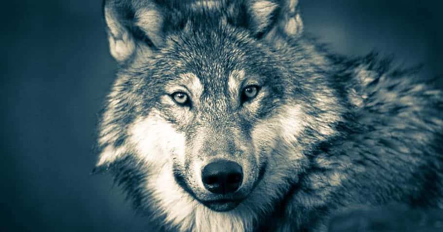 Timber Wolf 桌布 壁紙 — 狼的特寫，展現牠強烈的眼神、細緻的毛髮和銳利的眼睛，背景是深藍色。