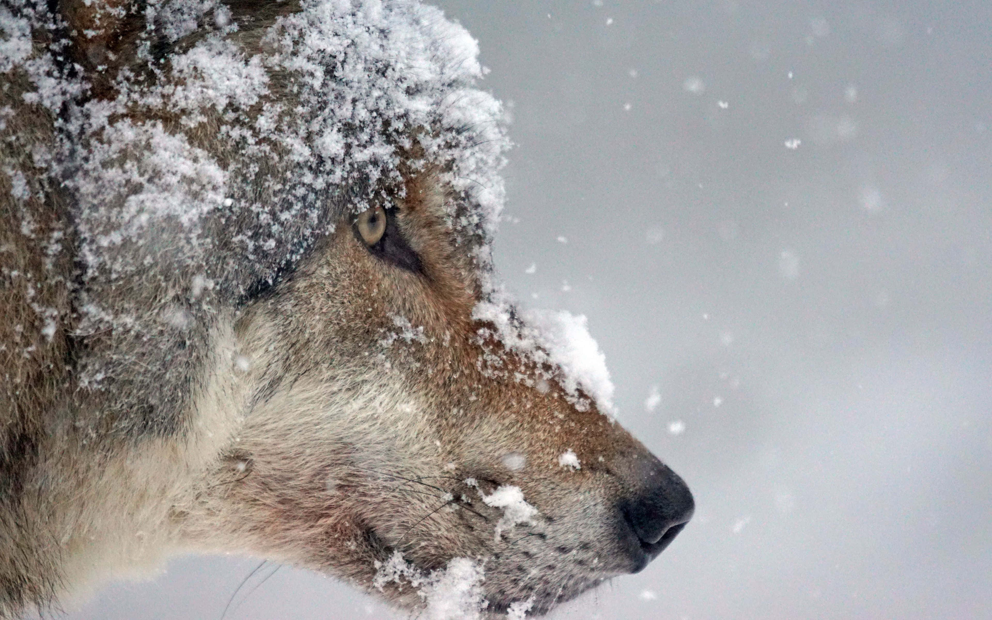 狼 桌布 壁紙 — 狼的臉部特寫，覆蓋著雪花，背景是雪景。