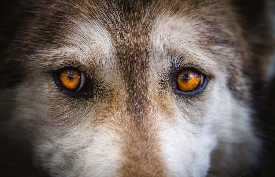 Wolf Eyes 桌布 壁紙 — 狼的銳利琥珀色眼睛被柔軟的灰色和白色毛髮包圍的強烈特寫。