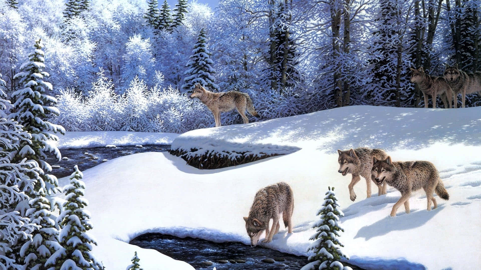 Wolf In Winter 桌布 壁紙 — 狼群在明亮的日光下，沿著蜿蜒的小溪穿越白雪覆蓋的冬季森林。