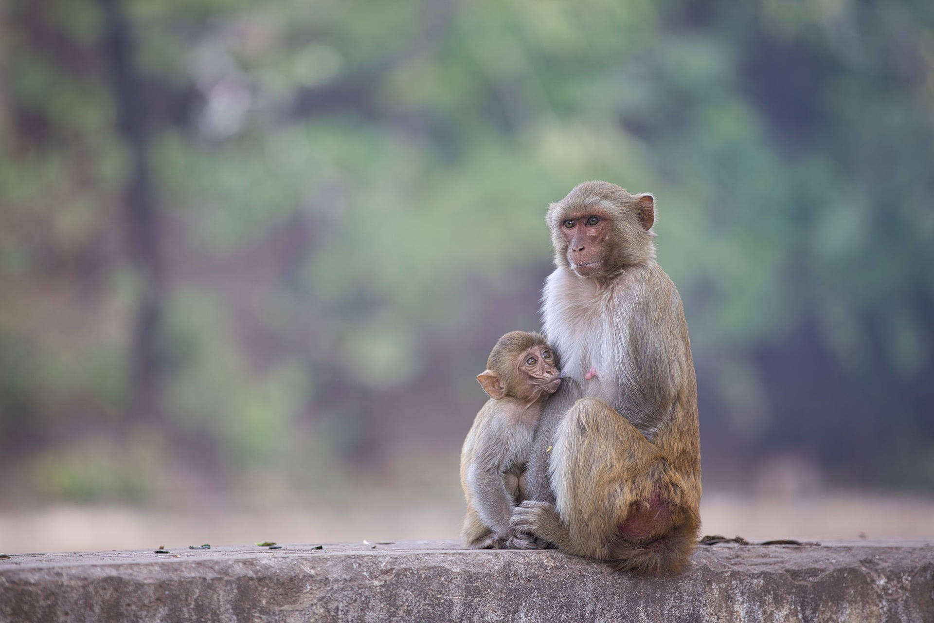 Baby Monkey 桌布 壁紙 — 猴媽媽懷抱寶寶，一起坐在石檯上，背景是柔和的綠色森林。