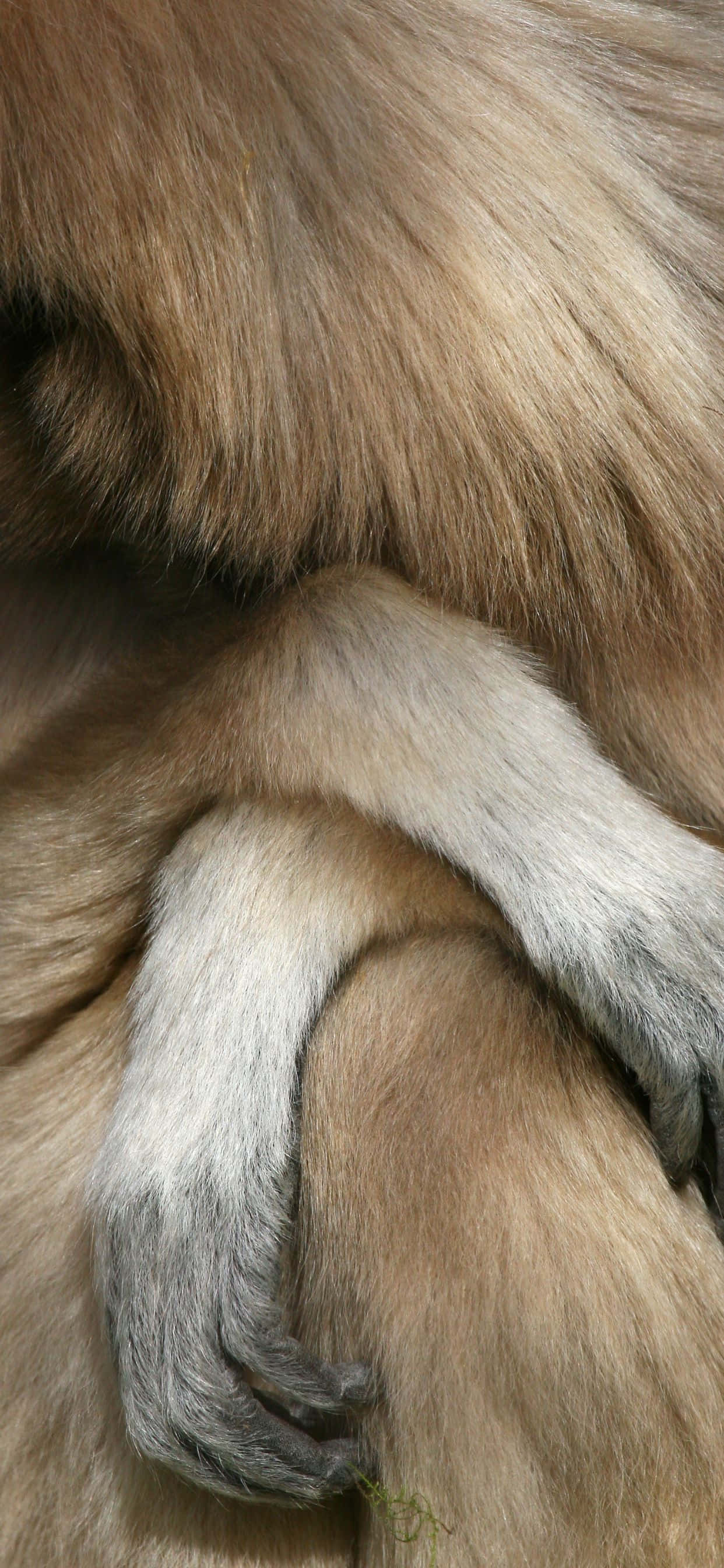 iPhone Xs Max Gibbon 桌布 壁紙 — 猴子爪子輕輕放在毛茸茸的大腿上，特寫鏡頭，呈現柔軟的棕色和灰色毛髮質感。