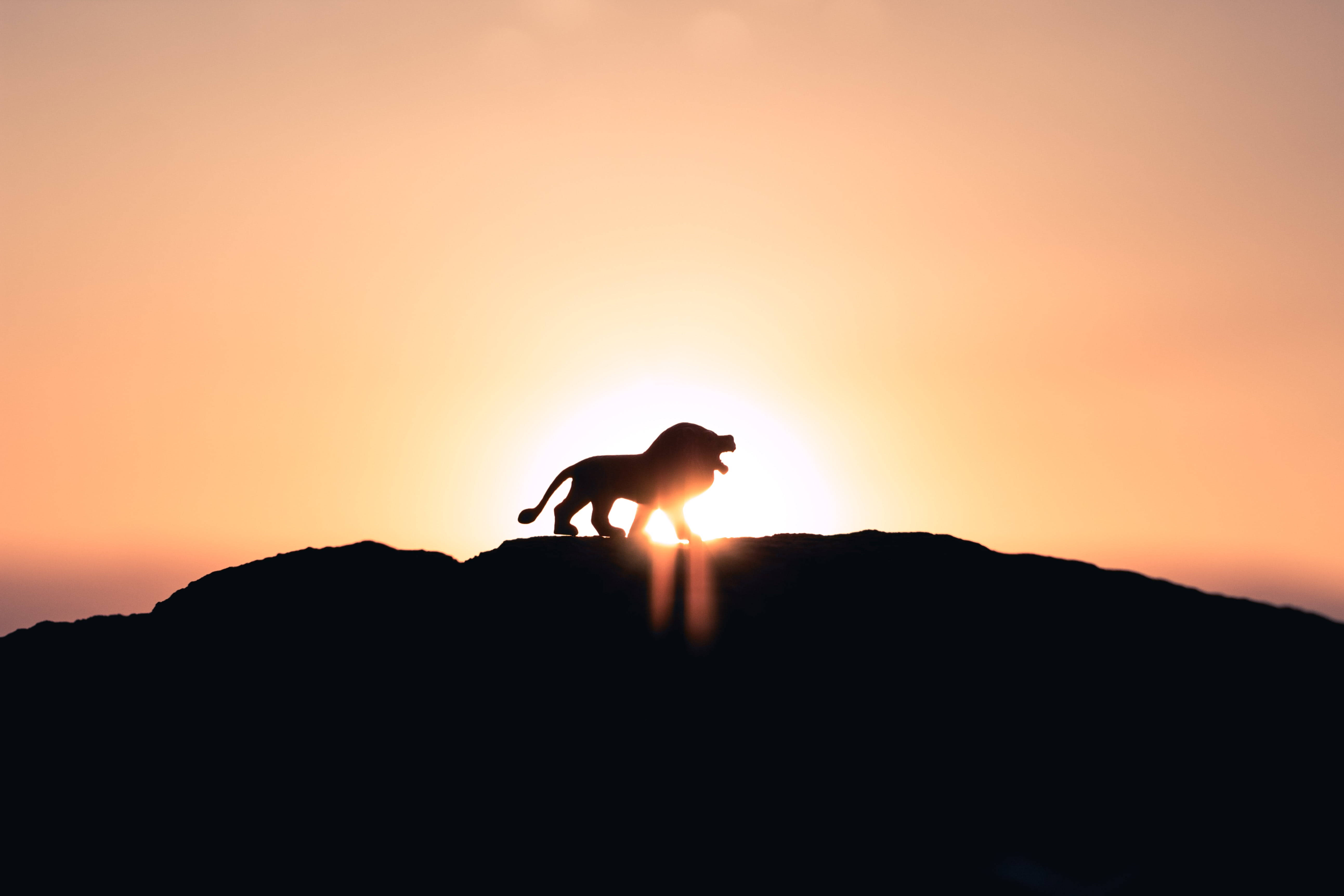 Silhouette 桌布 壁紙 — 獅子剪影在岩石山脊上咆哮，夕陽在它身後落下，散發出溫暖的橙色光芒。