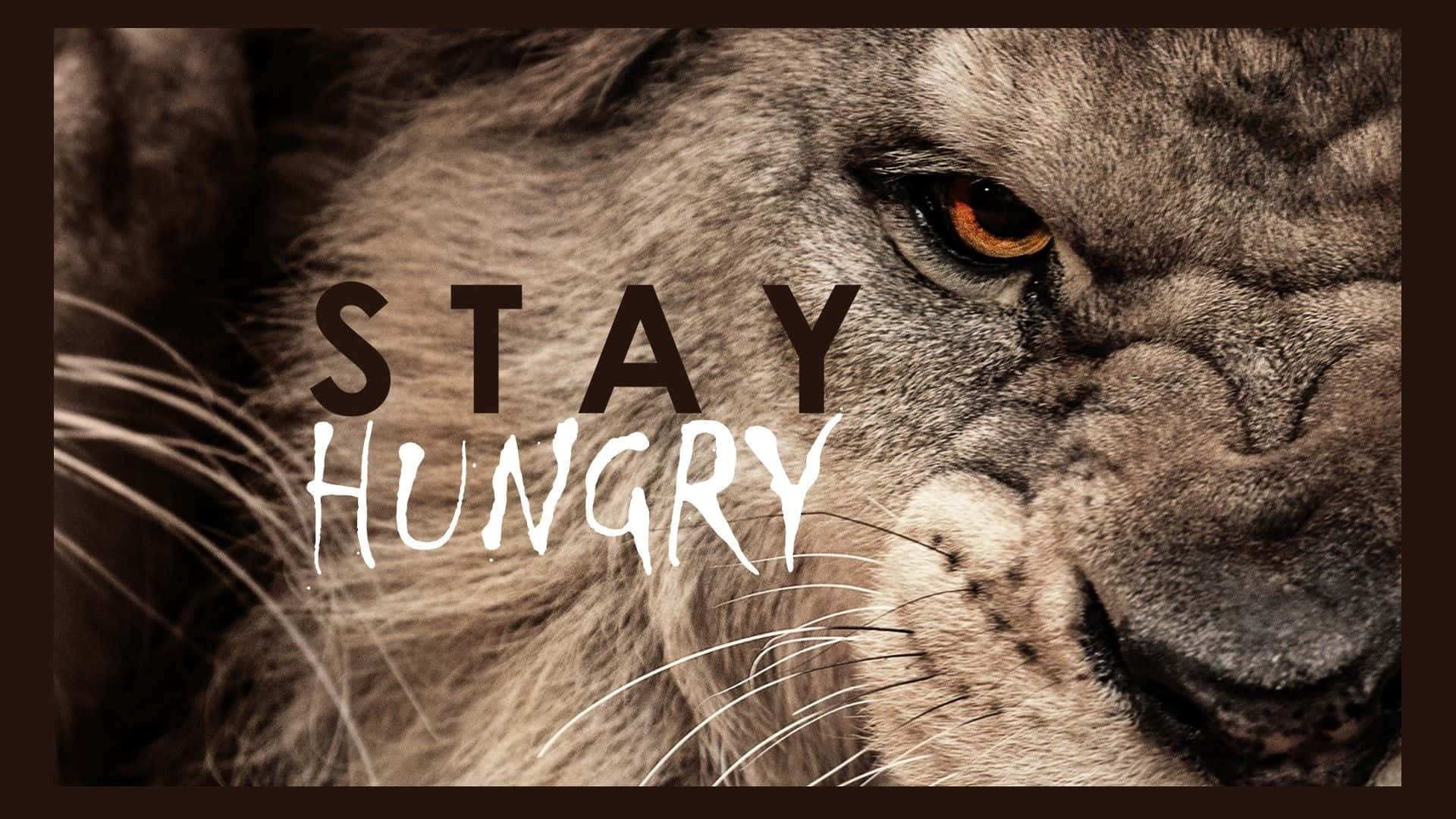 桌布 壁紙 — 獅子專注眼神的特寫，並以粗體文字疊加「STAY HUNGRY」。