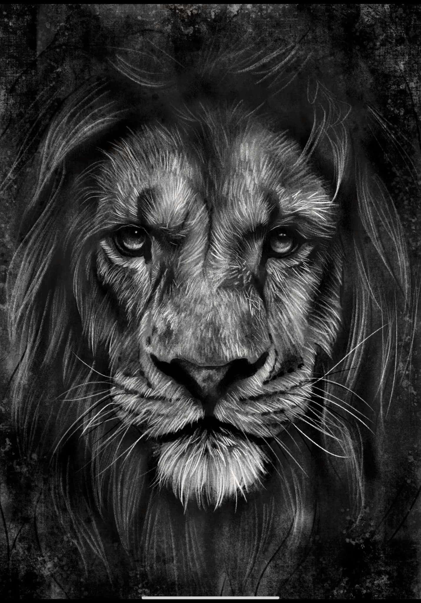 獅子的黑白素描 壁紙