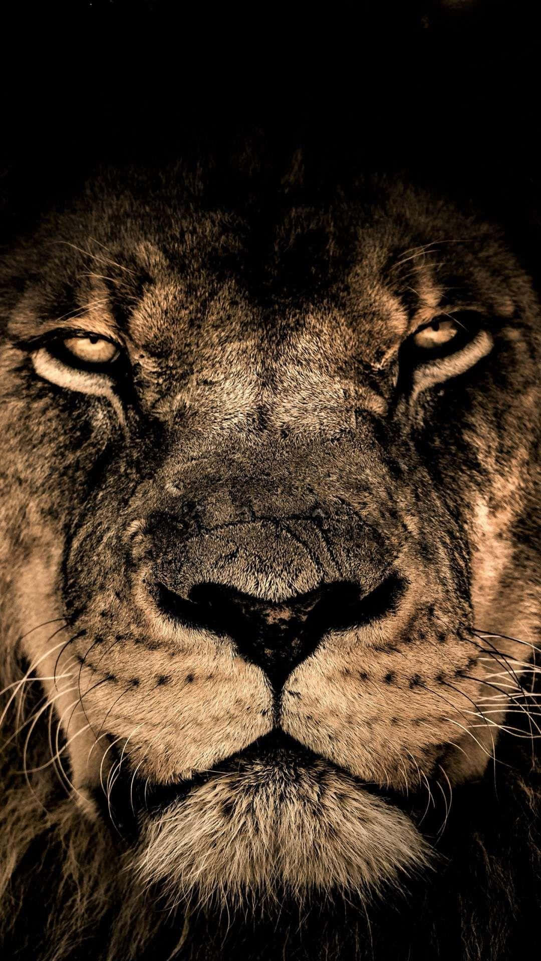 African Wildlife 桌布 壁紙 — 獅子臉部特寫，金色眼睛充滿力量，毛髮細節豐富，在戲劇性燈光下。