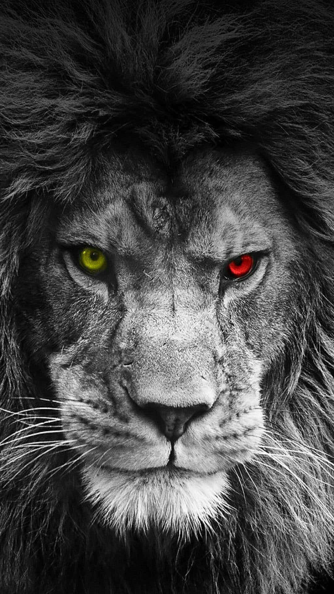 Black Lion 桌布 壁紙 — 獅子臉部的特寫，單色調，一隻黃色和一隻紅色的眼睛，凝視強烈。