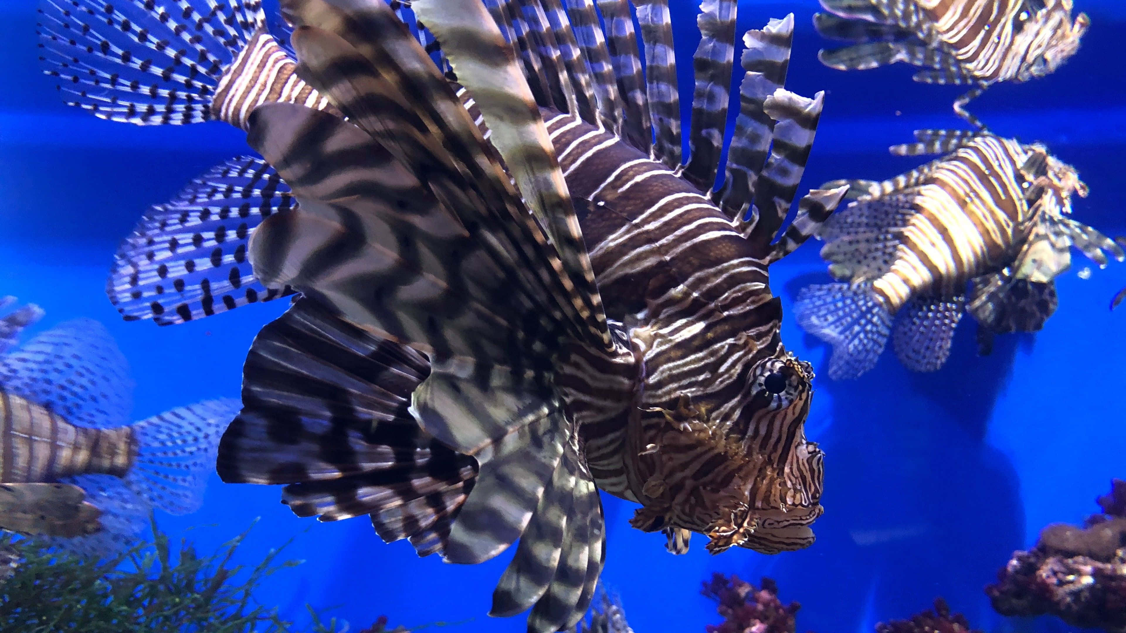 4K Fish 桌布 壁紙 — 獅子魚帶有鮮明條紋和流暢的鰭，在珊瑚附近鮮豔的藍色水族箱水中優雅地滑行。