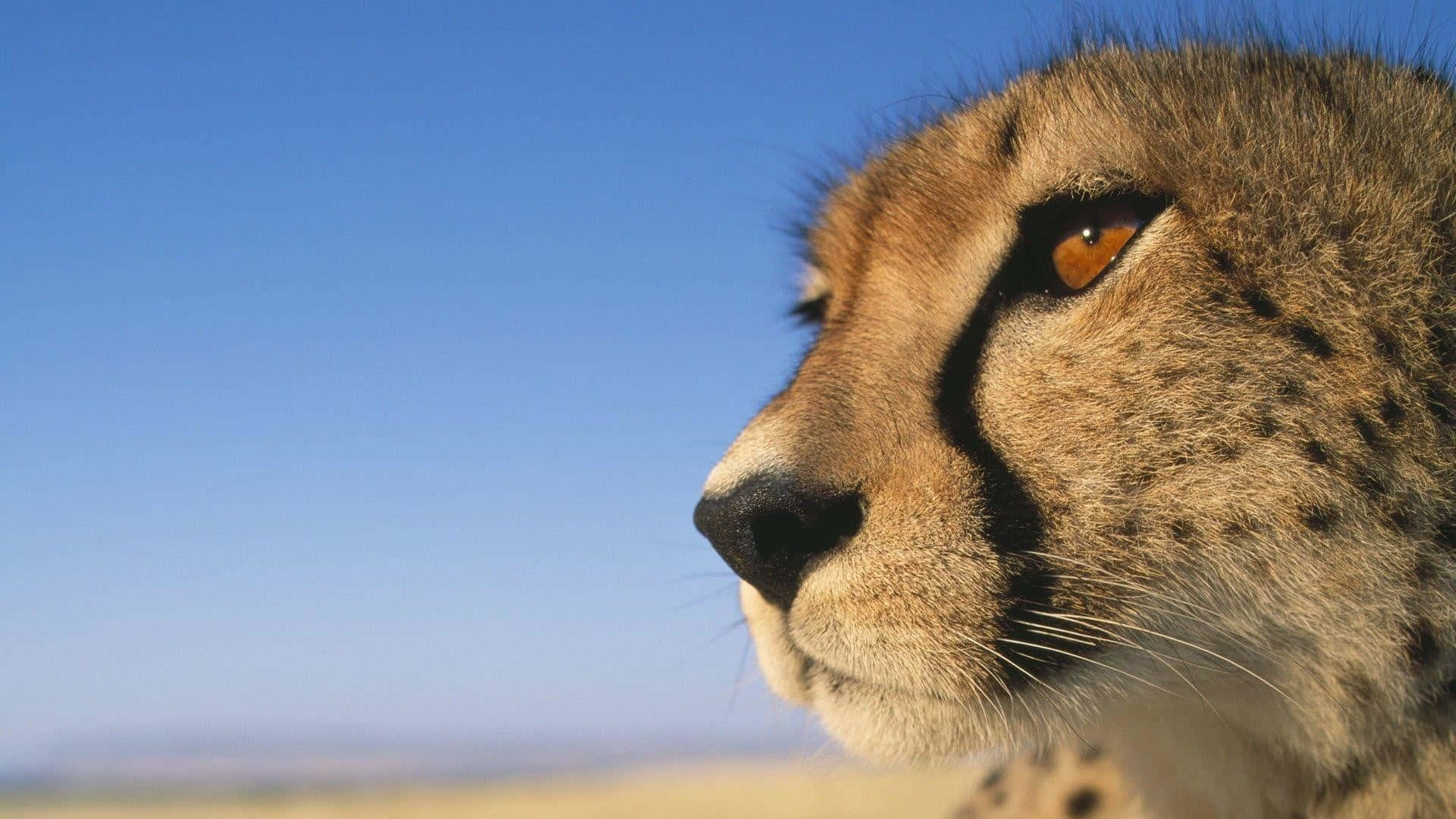 Baby Cheetah 桌布 壁紙 — 獵豹側面特寫，背景是清澈藍天和金色稀樹草原。