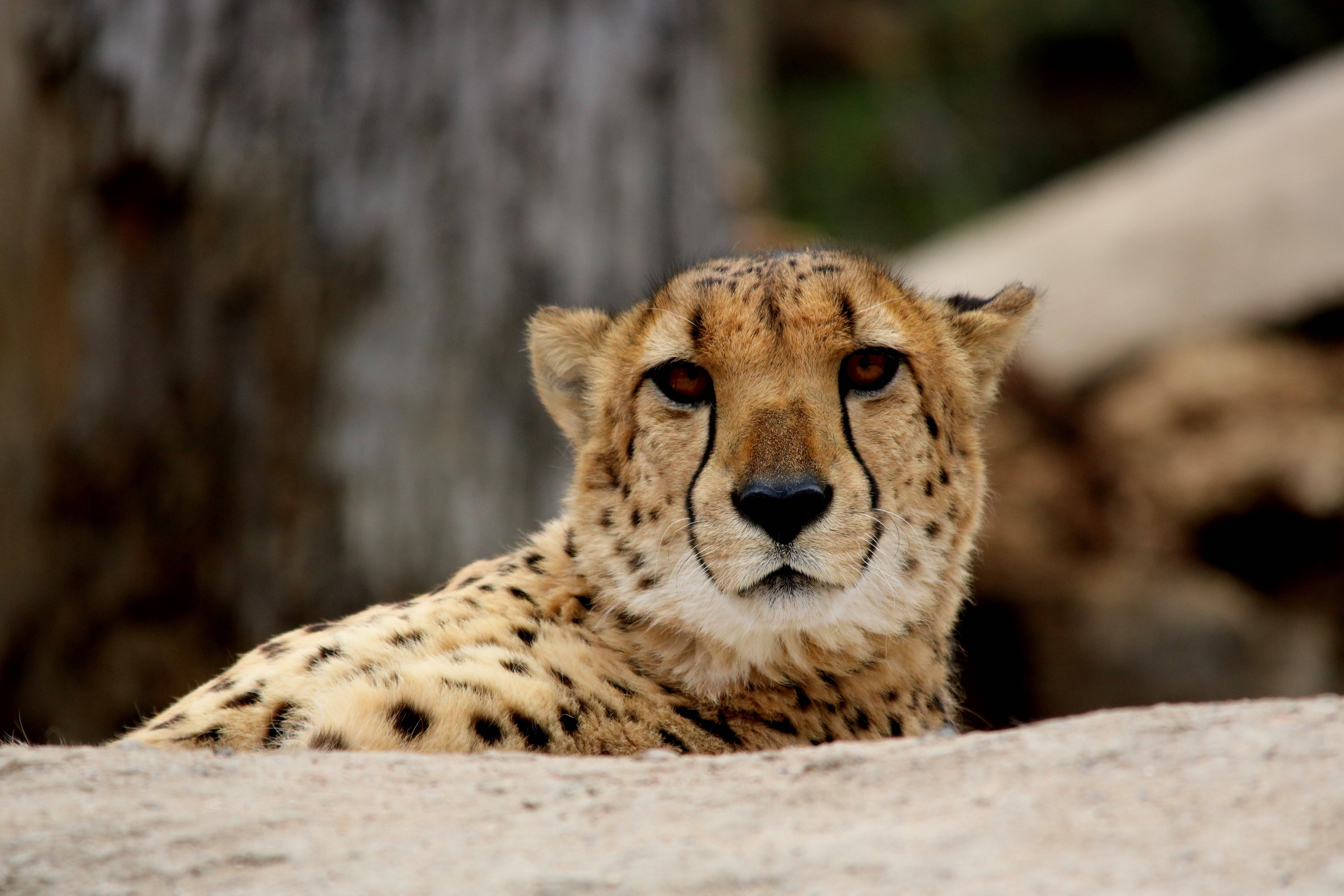 Cheetah 桌布 壁紙 — 獵豹在岩石上休息的特寫，眼神專注，身上有斑點，背景模糊的自然環境。