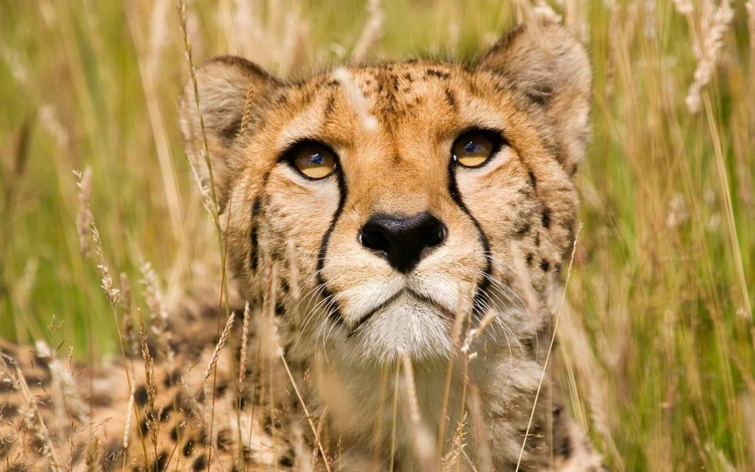Baby Cheetah 桌布 壁紙 — 獵豹在明亮陽光下從高高的金色草叢中現身，其銳利眼神的特寫。