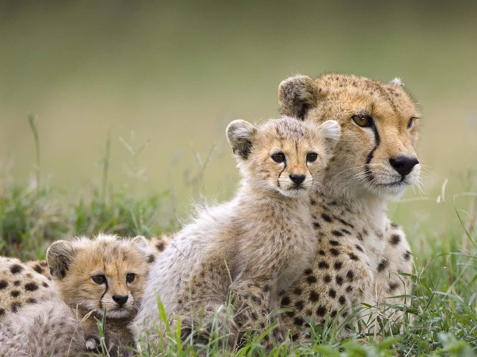 Baby Cheetah 桌布 壁紙 — 獵豹媽媽和她的兩隻幼豹在柔和的自然光下，警覺地休息在高高的綠草叢中。