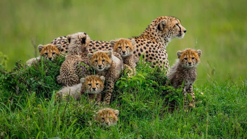 Cheetah 桌布 壁紙 — 獵豹媽媽和她的幼崽在陽光明媚的稀樹草原上，從茂密的綠草中好奇地探出頭來。