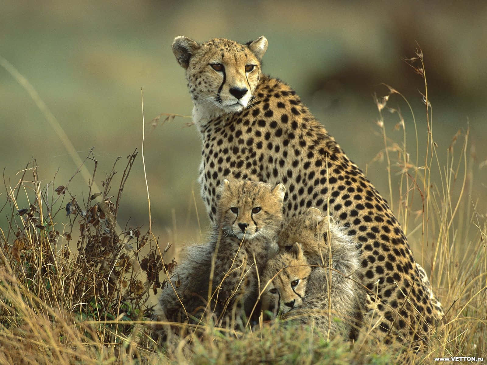 Baby Cheetah 桌布 壁紙 — 獵豹媽媽和她的幼崽在高高的金色草叢中警覺地坐著，柔和自然光下。